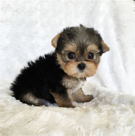 Prepare for lots of love and joy that are packed in these tiny breed pups. . Puppycom for sale